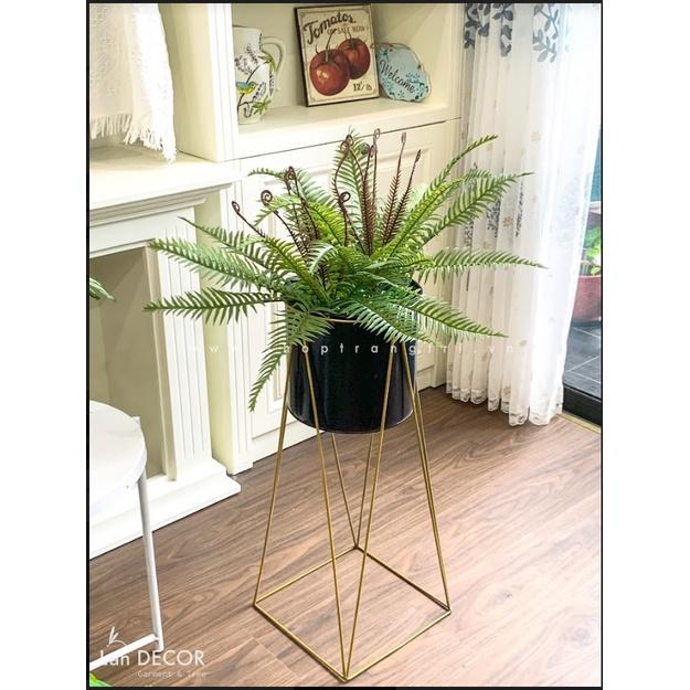 CHẬU CÂY DƯƠNG XỈ VẠN TUẾ TRANG TRÍ NHÀ ĐẸP