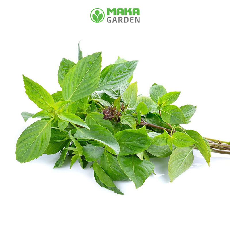 Hạt giống Rau Húng Quế Lá To Rado 25 - Gói 10Gr - Kháng Bệnh Tốt, Trồng Quanh Năm