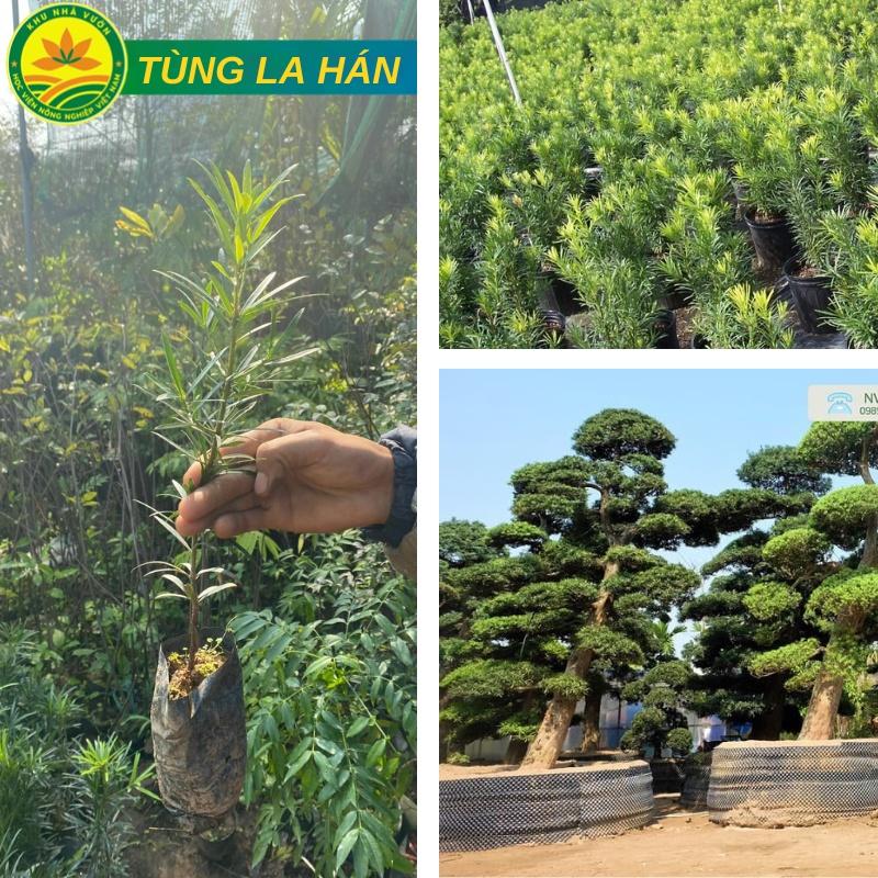 Cây Tùng La Hán ( Vạn Niên Tùng) giống loài cây mang lại may mắn cho gia chủ