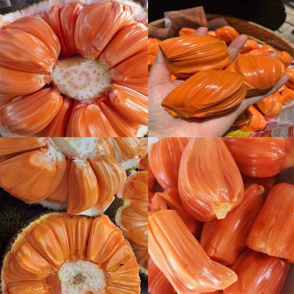 PHÂN BÓN LÁ SITTO FULVIX gói 100g RA RỄ CỰC MẠNH