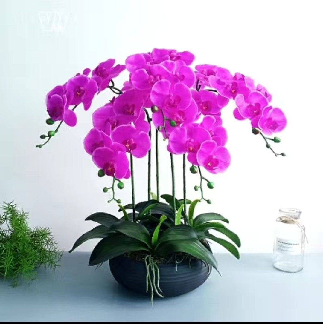 Chậu hoa lan hồ điệp cao su 5 cành cao cấp 60cm trang trí phòng khách, phòng làm việc, nhà hàng, khách sạn, spa sang trọng Anzzar