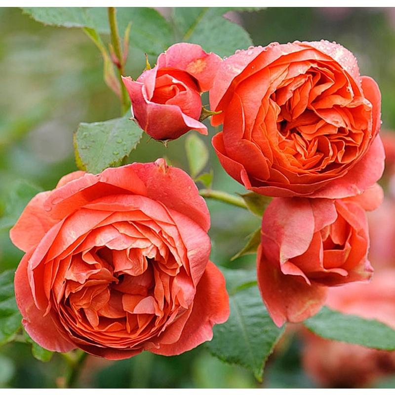 Cây hoa Hồng ngoại summer Fireworks cây nguyên bản