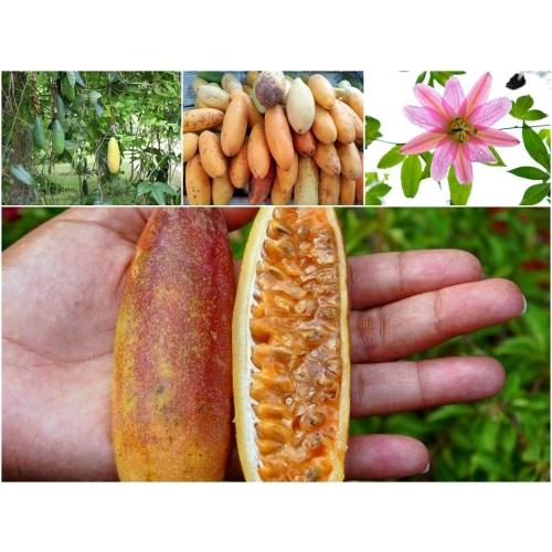 Cây giống CHANH LEO chuối nam mỹ- giống mới nhập khẩu