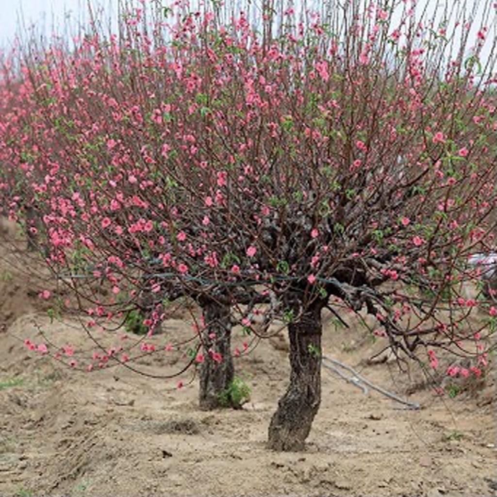 Phân bón Siêu lân Mix One, Ra rễ cực mạnh, Bật chồi, chống rét, giải độc hữu cơ