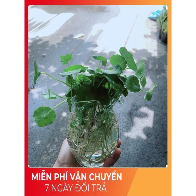 Chậu Cỏ Đồng Tiền Thuỷ Sinh