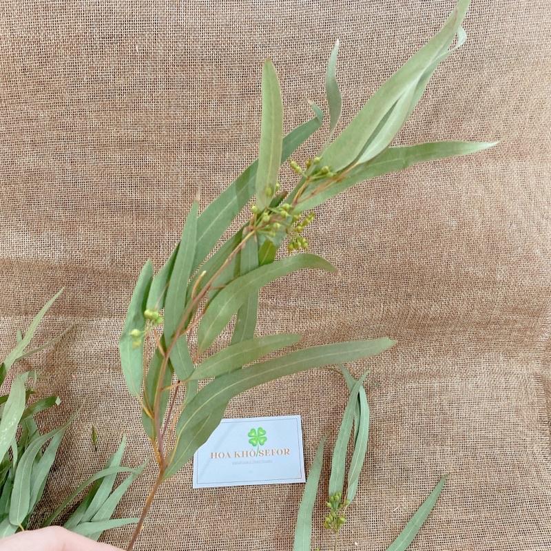 Lá Bạch Đàn tự nhiên bản dài, cành lá kèm quả decor nhà cửa, phụ kiện chụp ảnh