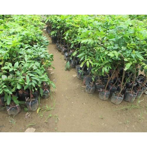 Cây giống NHÃN LỒNG HƯNG YÊN MUỘN - Cây giống chuẩn F1