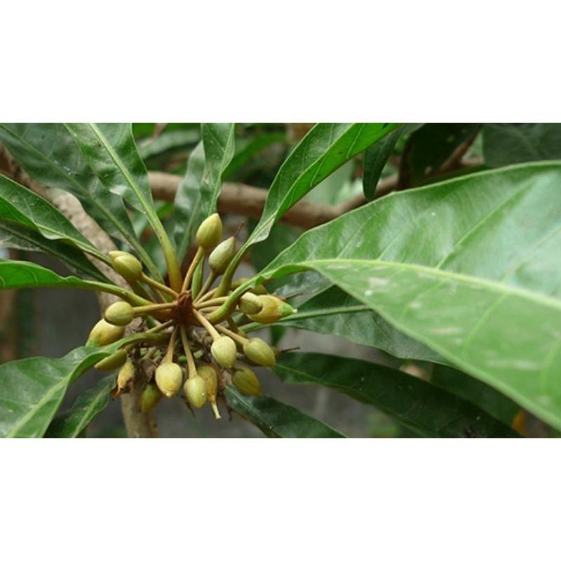 Cây trứng gà  giống