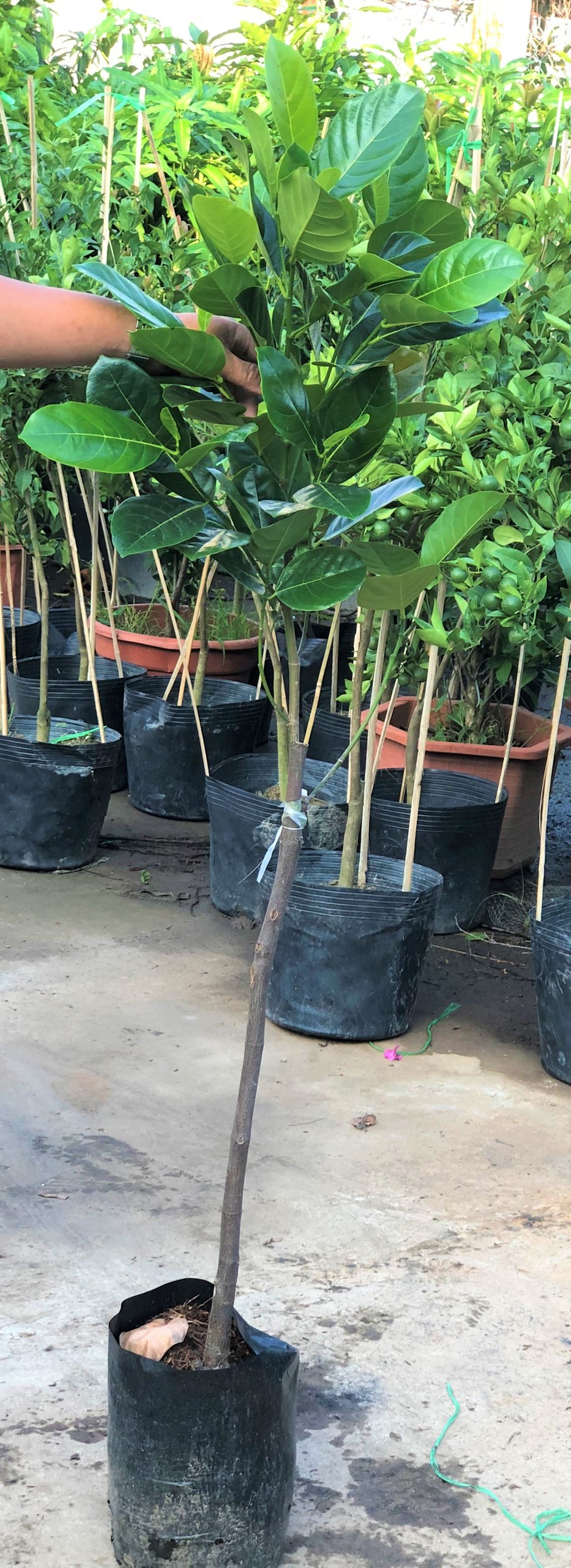 Cây mít Thái da xanh Changai siêu sớm cao 120 - 150 cm