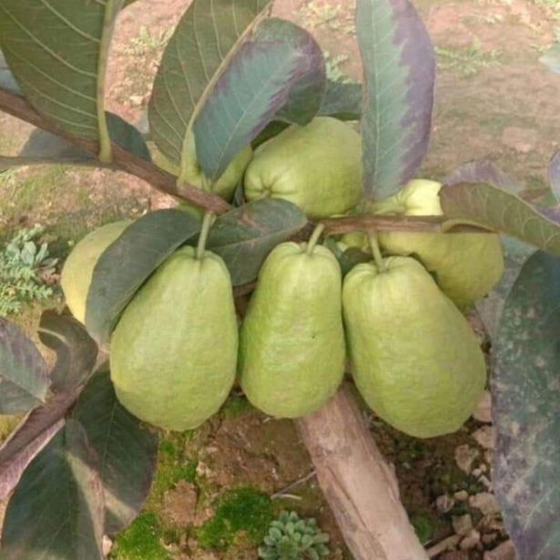 Cây Ổi Lê Đài Loan - Cây Ăn Quả - H2O Farm + Tặng 01 cây dâu da đất