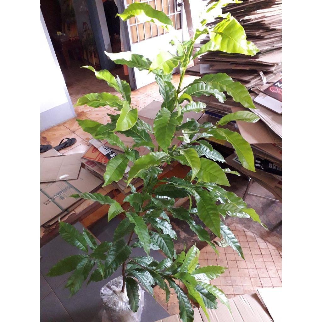 CÂY GIỐNG VÚ SỮA HOÀNG KIM trưởng thành LÁ XUM XUÊ NHIỀU NHÁNH bầu to khổng lồ .