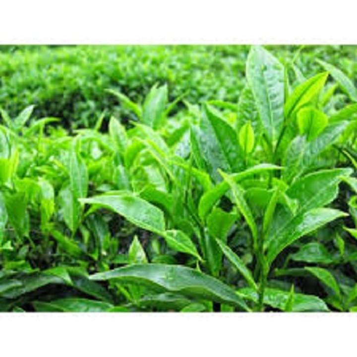 Combo 3 bầu cây giống cây trà xanh