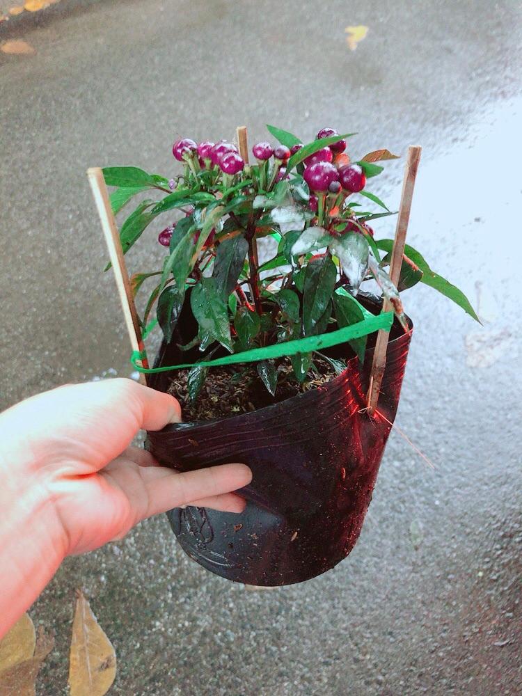 Bụi Ớt Tím