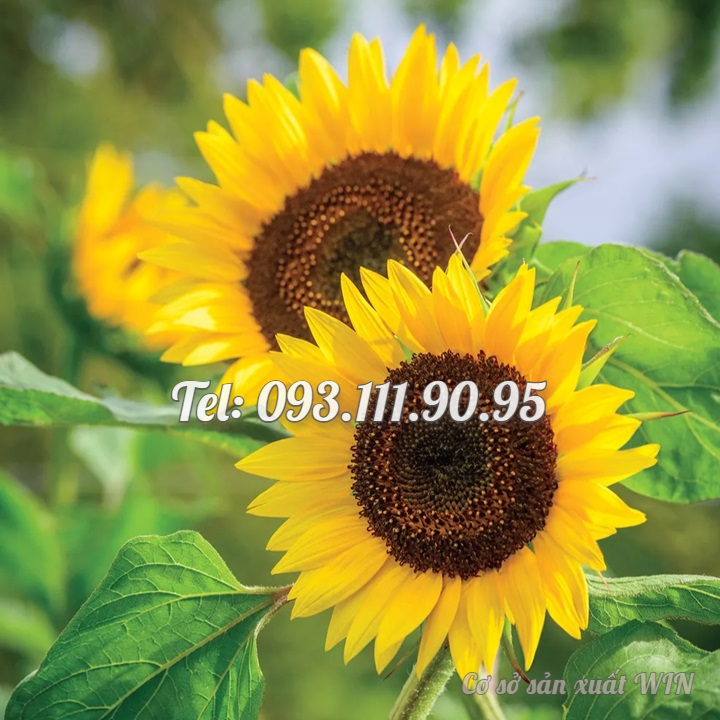 Hạt giống hoa hướng dương mini thân lùn - Bịch 10 hạt – Mã số 1287