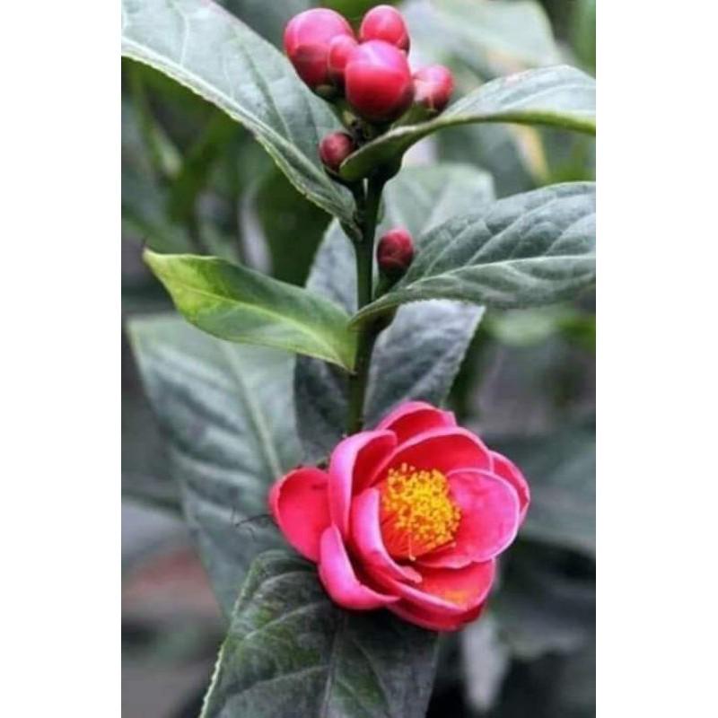 Cây giống hải đường