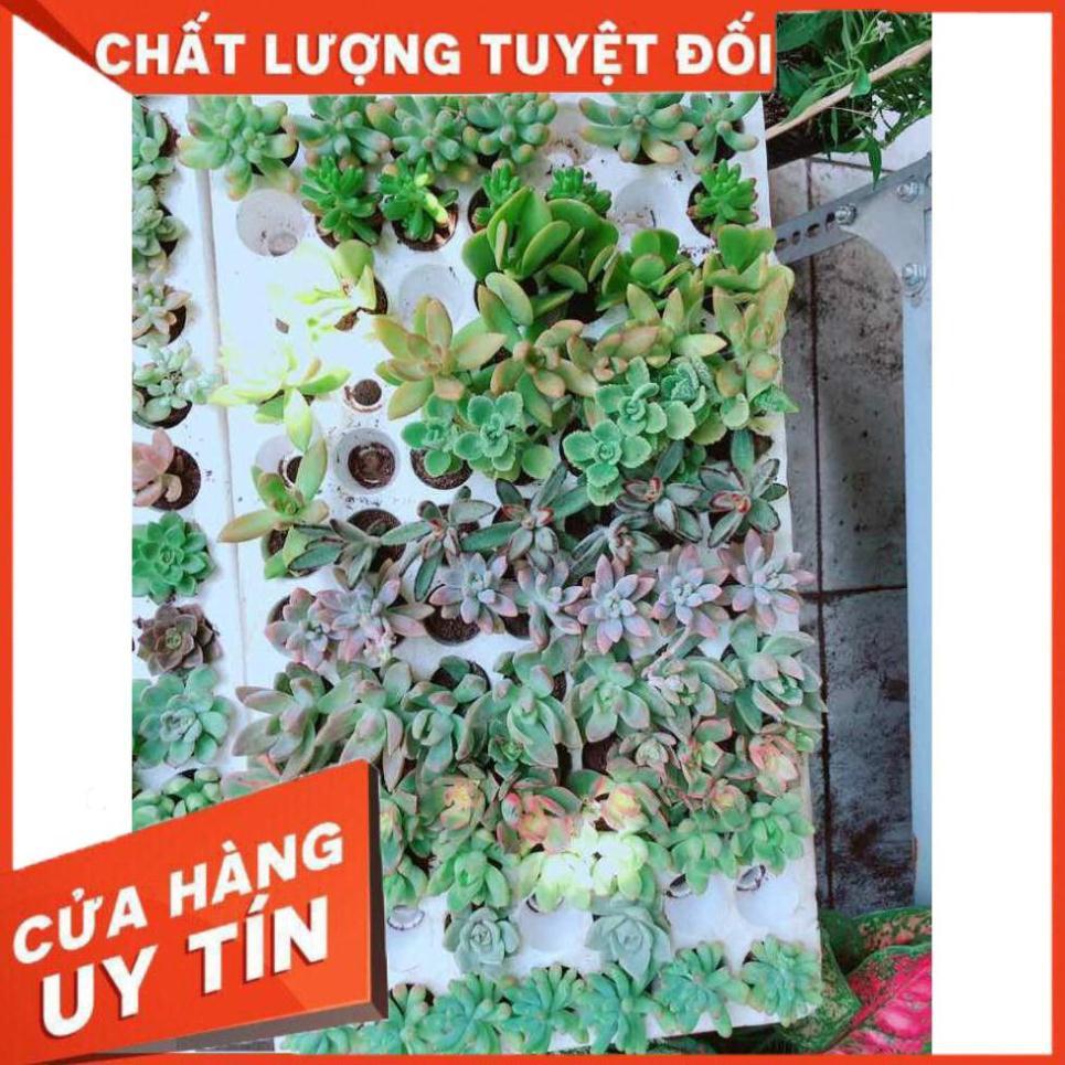 Combo 12 cây sen đá vỉ Nhiều Người Mua