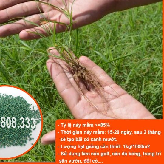 HẠT GIỐNG CỎ THẢM BERMUDA XANH - CỎ THẢM TRANG TRÍ SÂN VƯỜN, SÂN BÓNG, CỎ CHĂN NUÔI