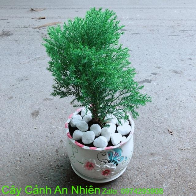 Chậu Tùng Bồng Lai