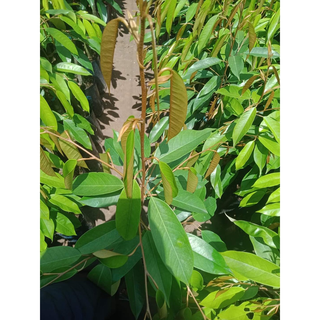 Cây Giống Sầu Riêng Thái
