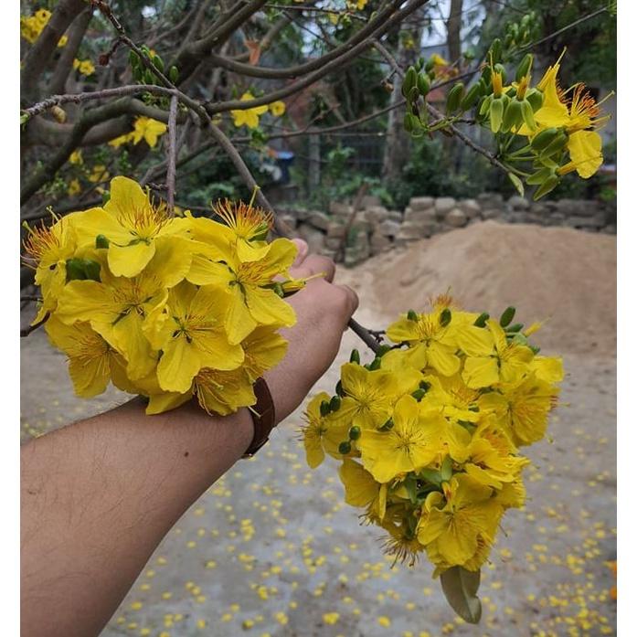 Combo 4 gói Hạt giống hoa mai vàng 5 cánh-gói 25hạt-tặng kèm gói phân bón lót