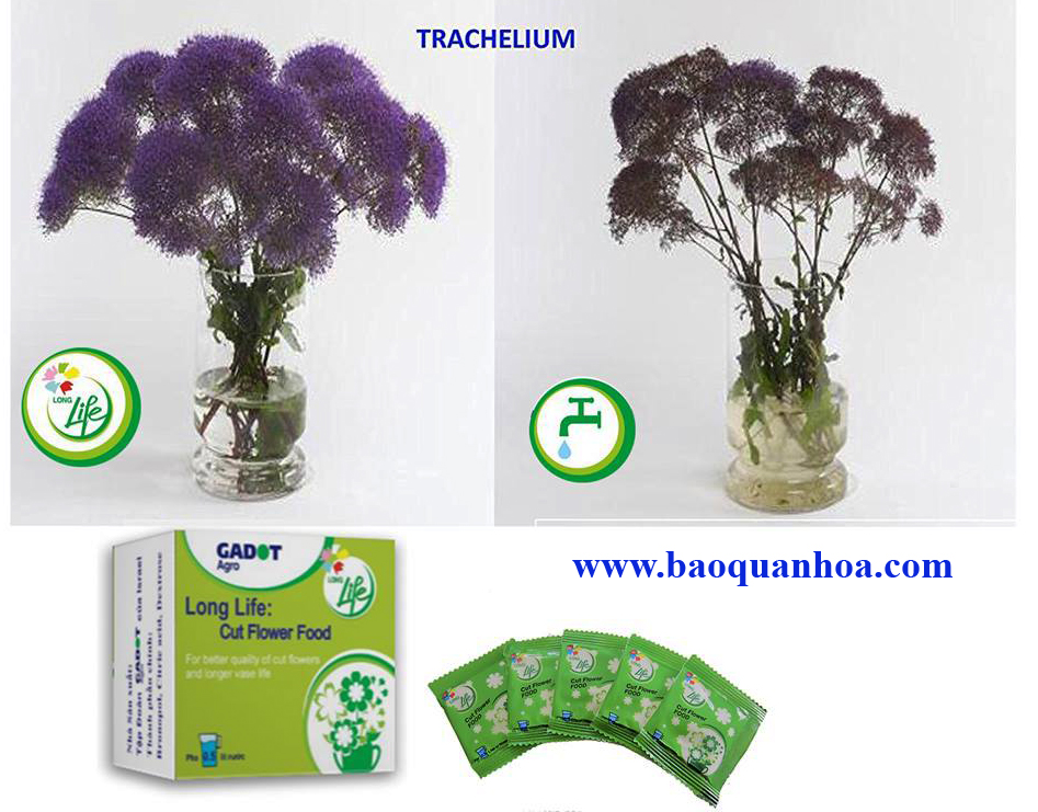 Bột Dưỡng Hoa Cắt Cành Longlife - Food for Cut Flowers - nhập khẩu ISRAEL giúp hoa tươi gấp 2 lần và 14 ngày không thay nước hay cắt tỉa lại gốc hoa