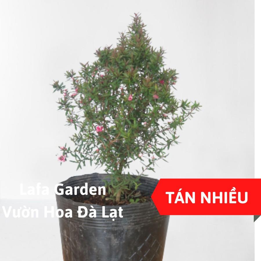 Cây tùng tuyết mai kích thước (40-60cm), có bầu đất khỏe mạnh, sai hoa