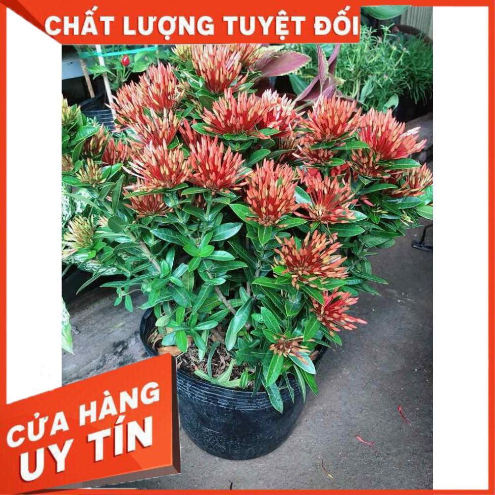 Cây trang thái đỏ Nhiều Người Mua