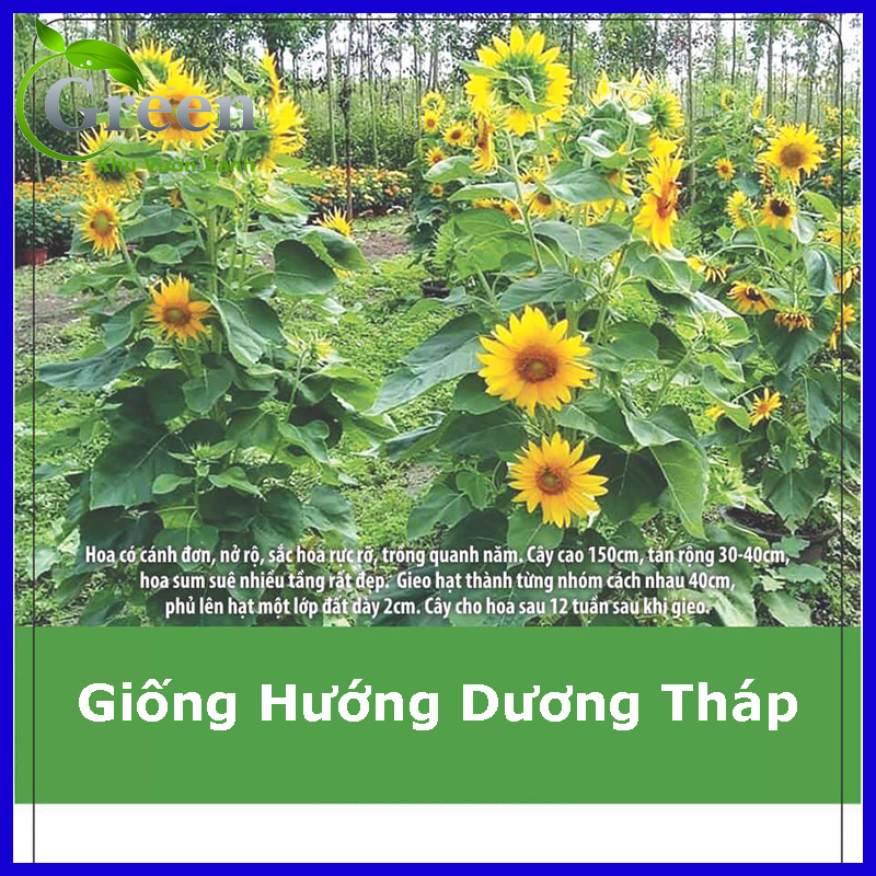 Hạt Giống Hoa Hướng Dương Tháp