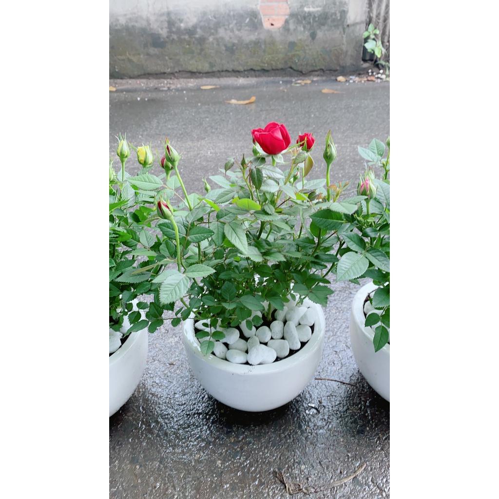 Chậu Hoa Hồng