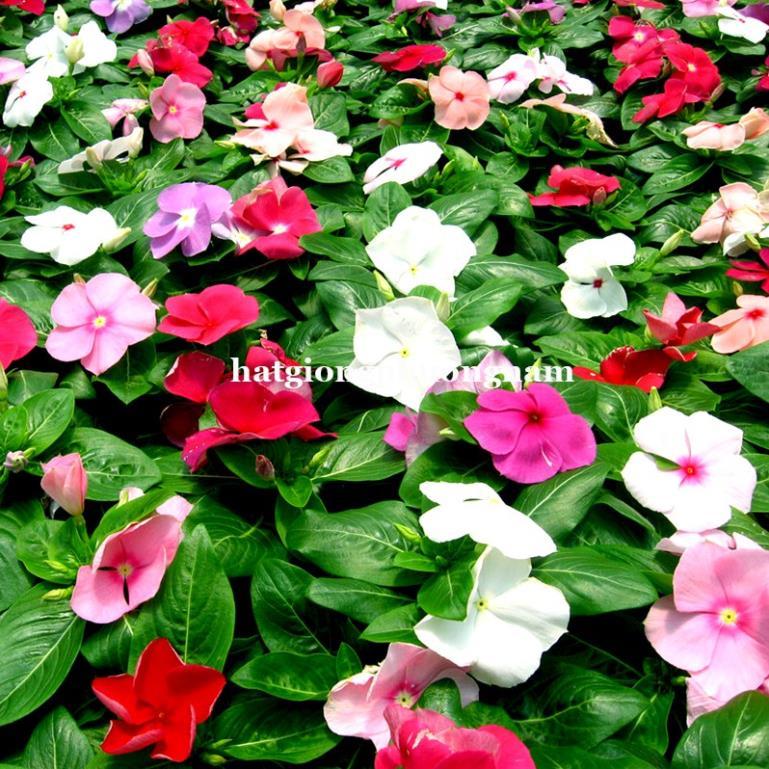 50H - HẠT GIỐNG HOA DỪA CẠN ĐỨNG