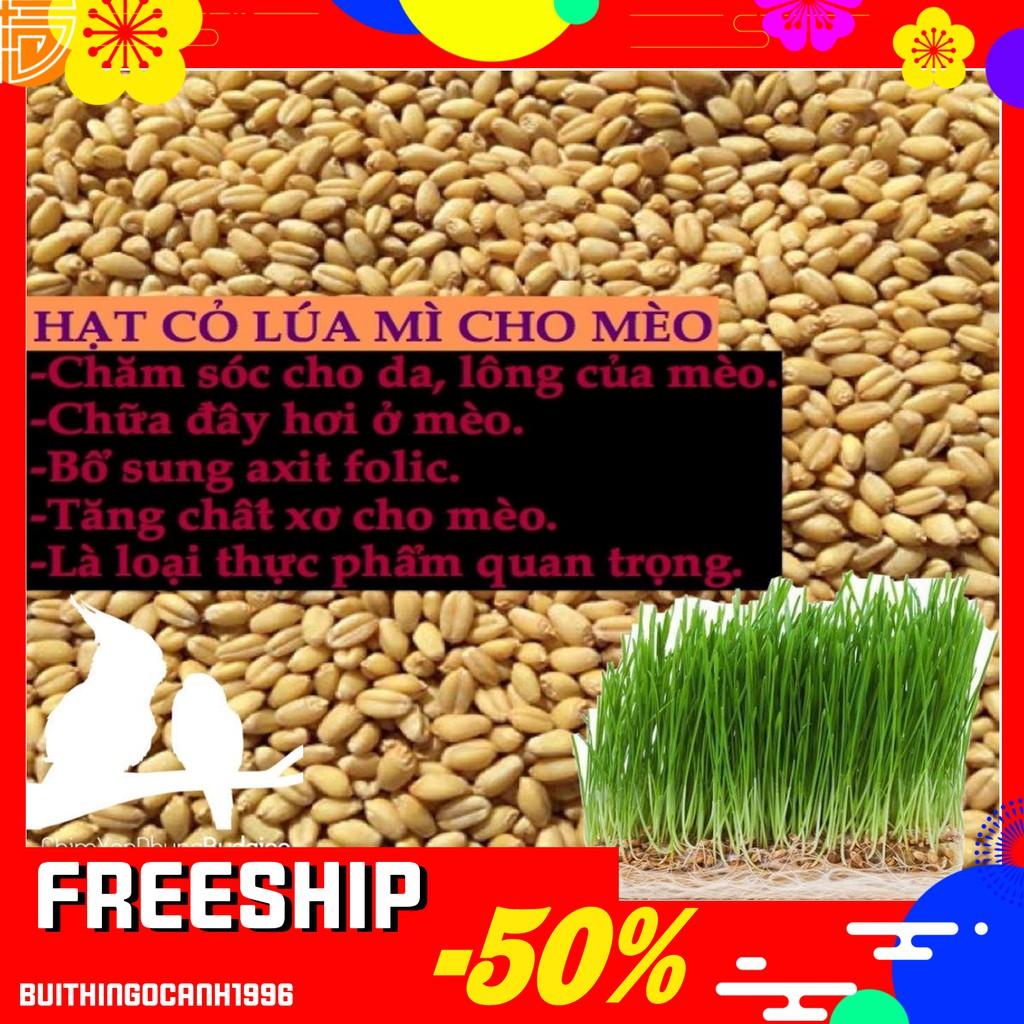 Hình ảnh ‍️(10g) HẠT GIỐNG CỎ MÈO TƯƠI NGON BỔ DƯỠNG - Lida Pet Shop