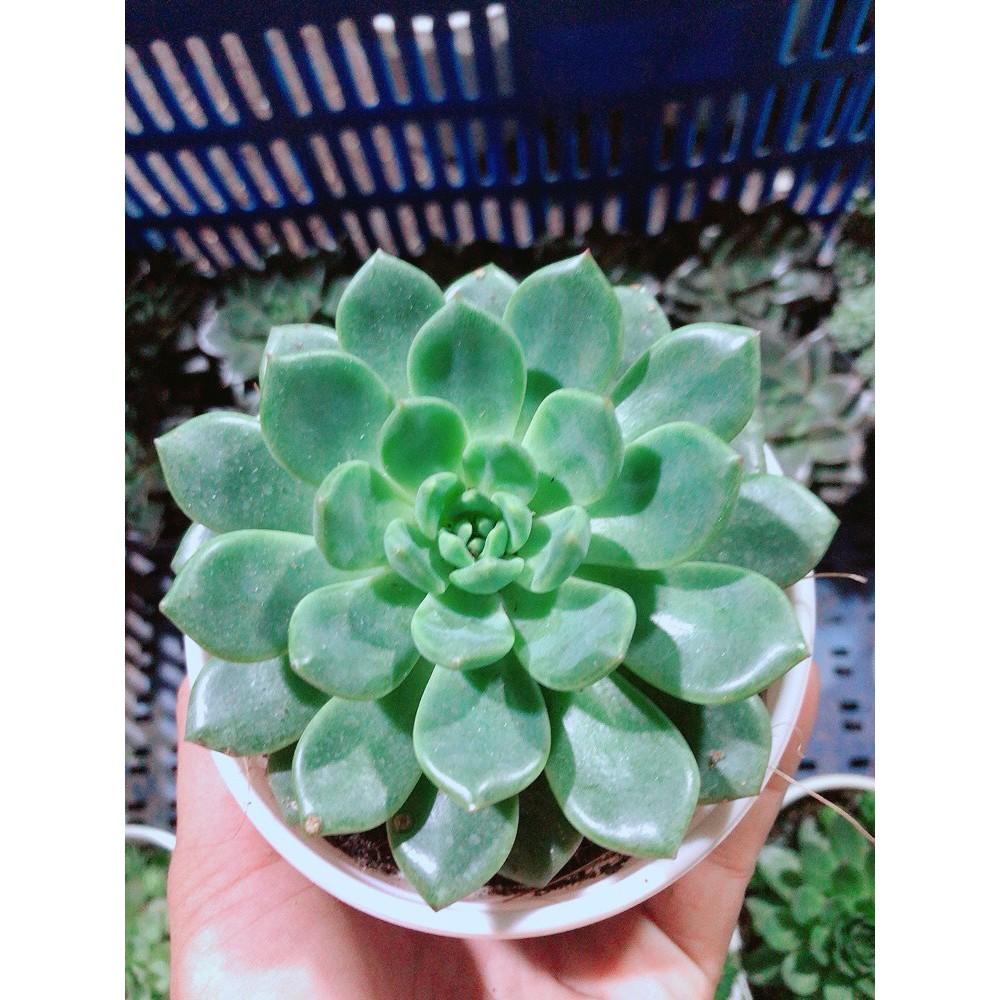 Sen Đá Bánh Bao Kèm Chậu Sứ