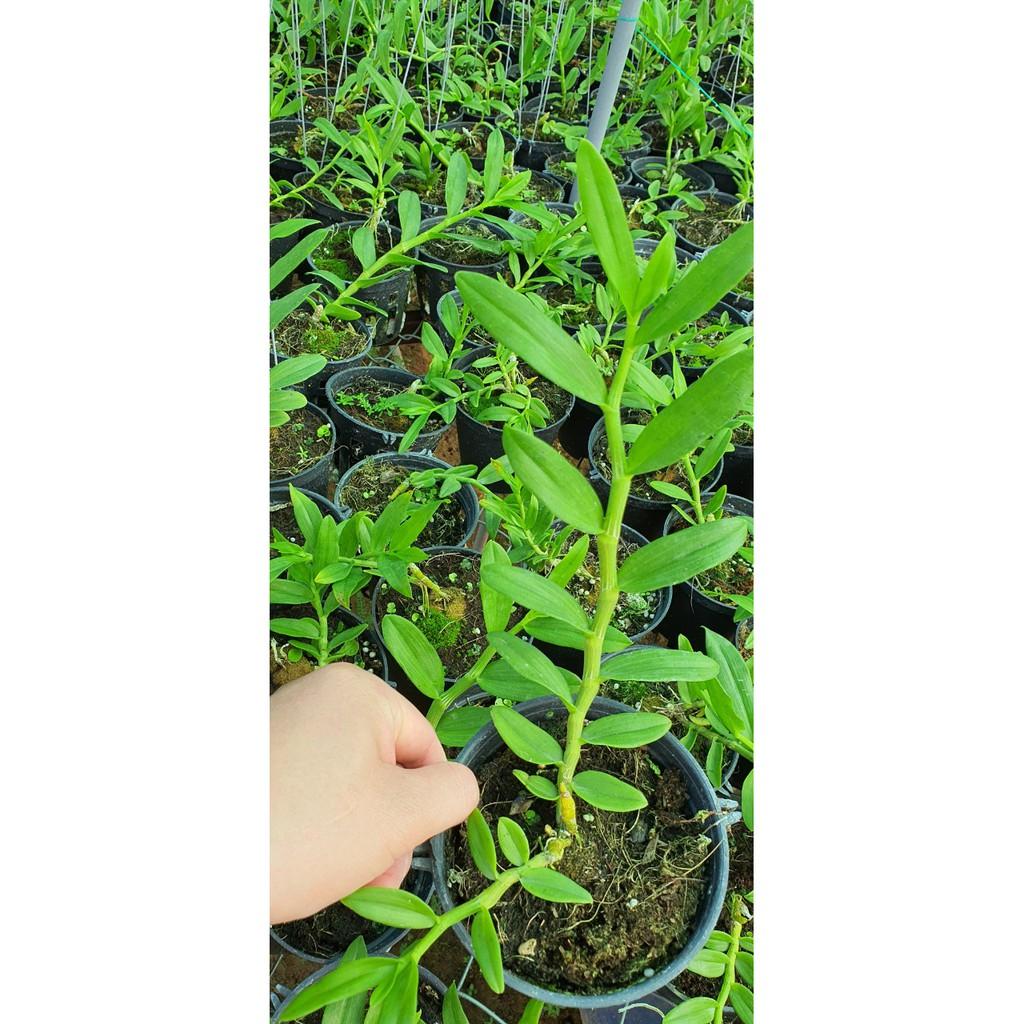HOA LAN Nữ Hoàng Tuyết cây cực đẹp