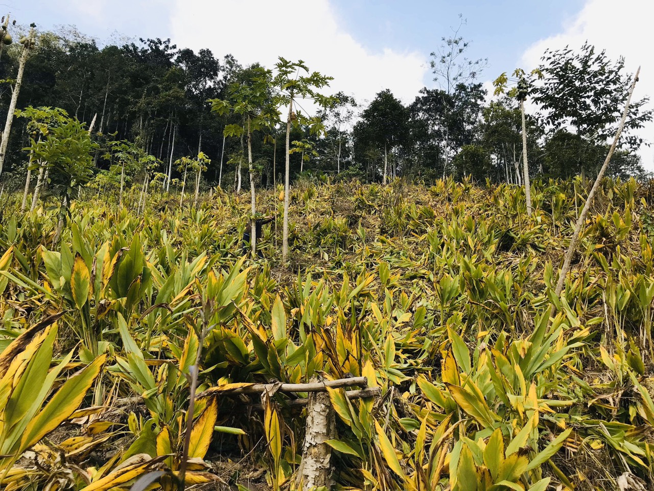 Nghệ Bột Farmers' Organic Vipep Hũ Thủy Tinh 40g