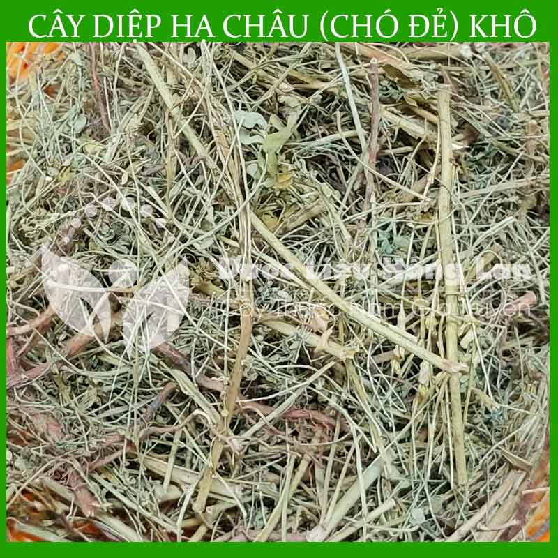 Cây Diệp Hạ Châu (Cây Chó Đẻ) khô 1kg