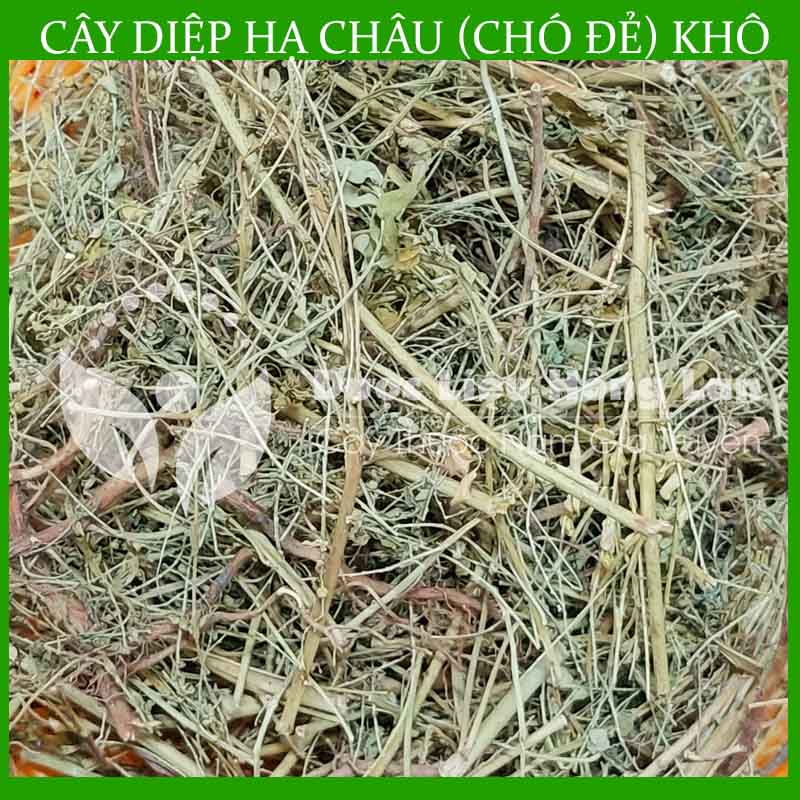 Cây Diệp Hạ Châu khô 500gram