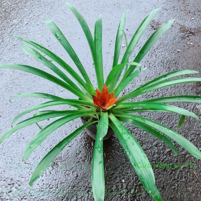 Phong Lọc Hoa