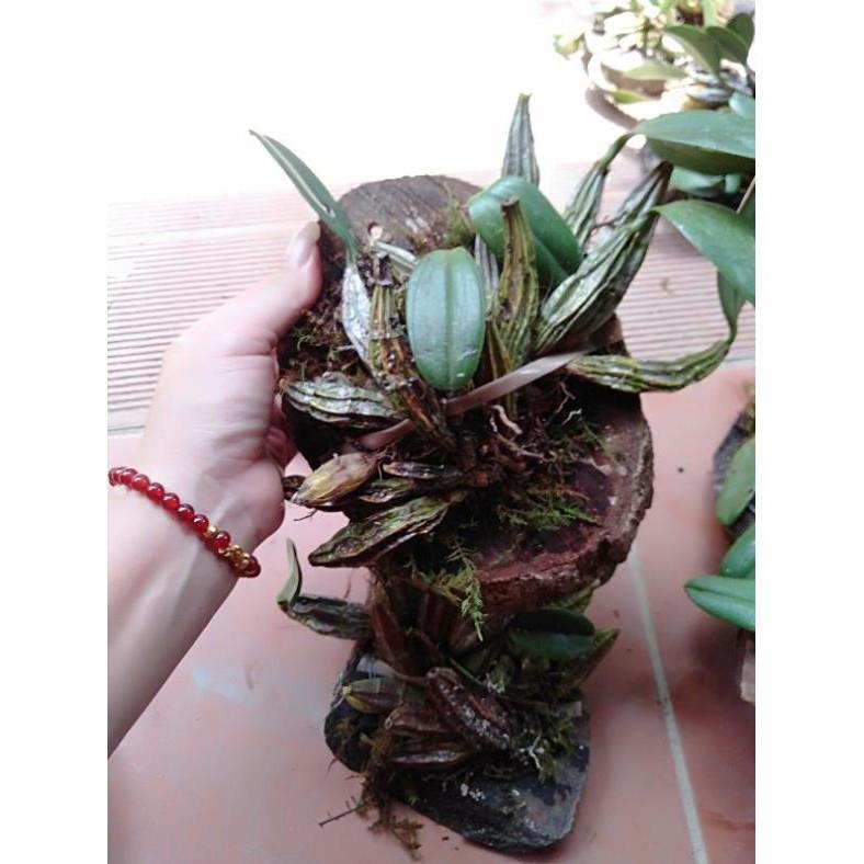 Hoa phong lan vảy rồng