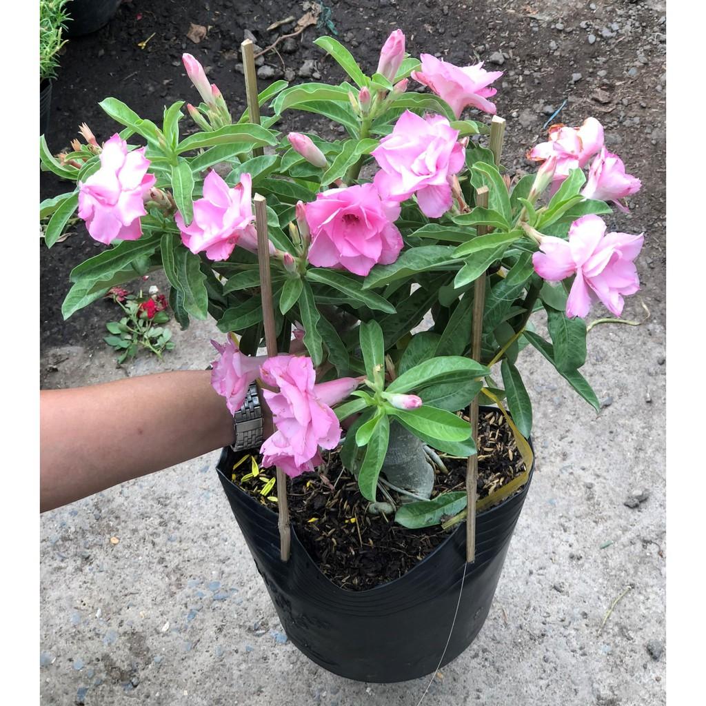 Chậu sứ Ánh Dương gốc to nhiều hoa