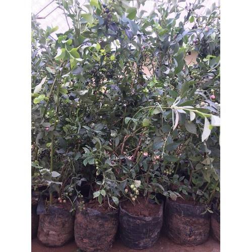 Cây việt quất, cây đang trái, cao 50-60cm