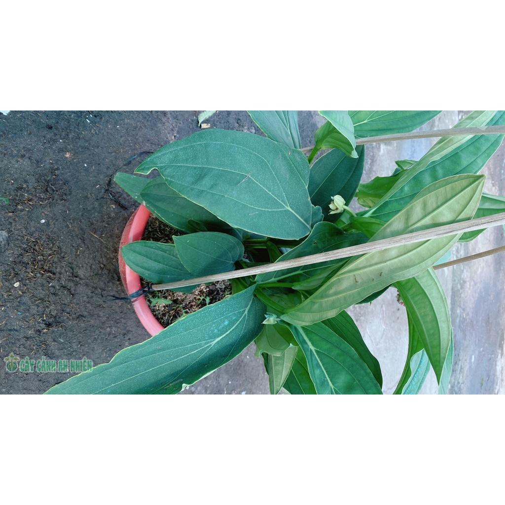 Cây Hòn Ngọc Viễn Đông
