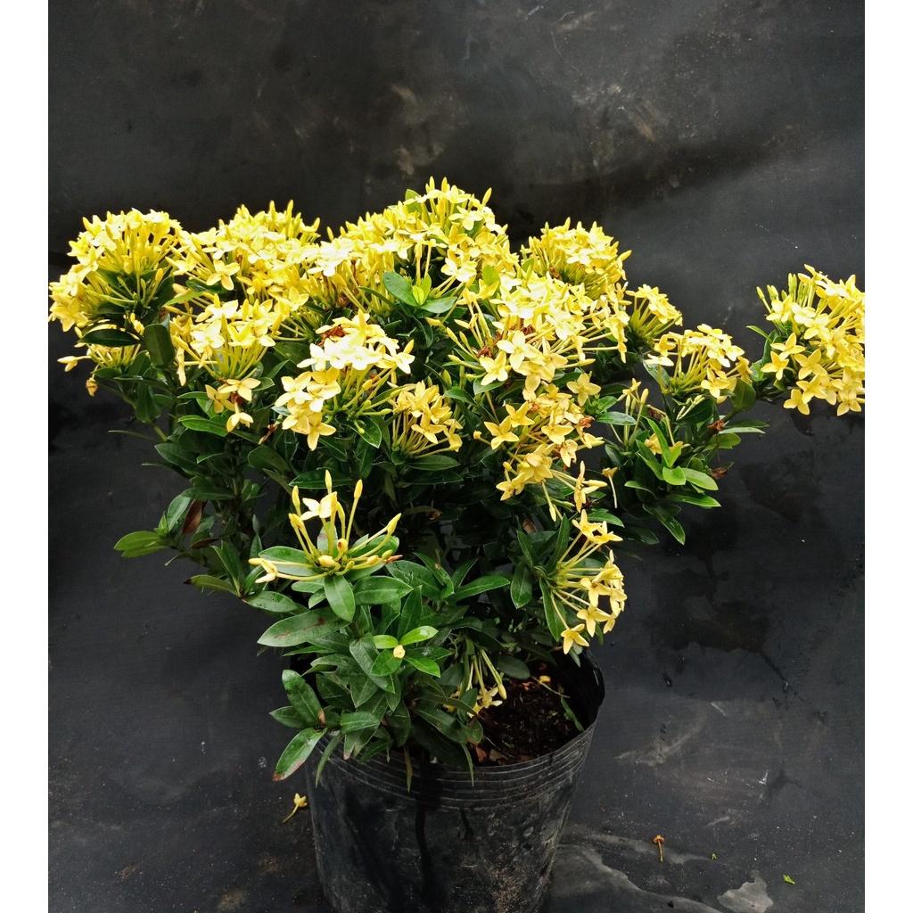 Hoa trang vàng lá nhỏ -hoa đơn bỉ vàng lá nhỏ - cây giống