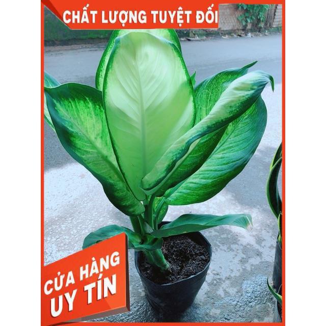 Cây Vạn Niên Thanh