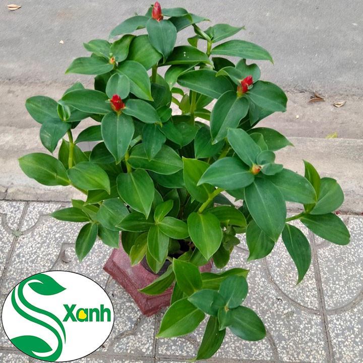 Cây Hoa Phúc Lộc Thọ