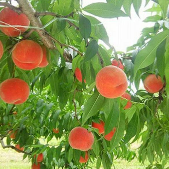 Cây đào quả giống