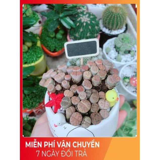 Chậu Cây Lithops