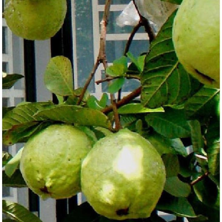 Hạt giống cây ổi xá lị ruột đỏ Đài Loan-Gói 15 hạt/tặng kèm gói phân bón lót