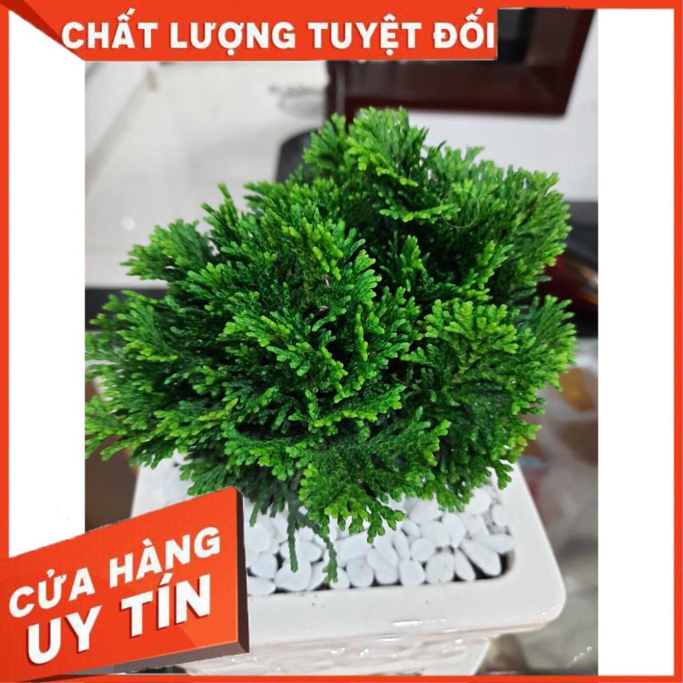 Chậu Cây Tùng Trắc