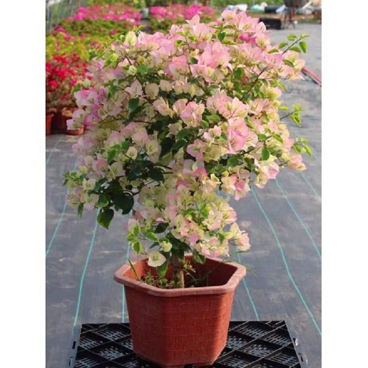 CHẬU HOA GIẤY ĐỦ MÀU, CHẬU LỚN, GIÁ SIÊU RẺ