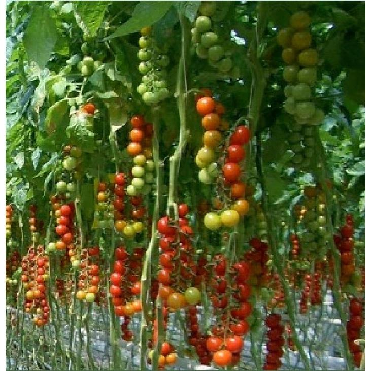 Hạt giống cà chua bi chùm quả đỏ - Gói 20 hạt/tặng kèm gói phân bón lót